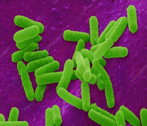 E Coli Bacteria Stock Image B230 0229 Science Photo Library