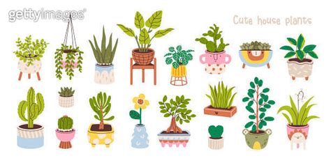 Potted Plants Set House Plants In Various Pots Home Jungle