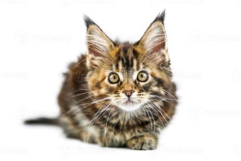 Tortoiseshell Maine Coon Kitten Isolated 21741215 Stock Photo At Vecteezy