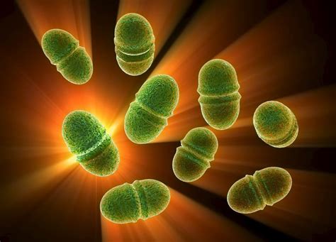 Enterococcus Faecalis Causes And Treatment