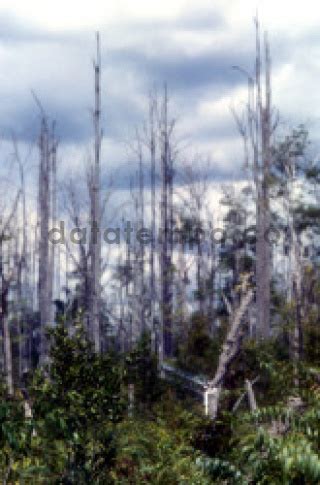 Bekas Kebakaran Hutan Di Tanjung Manis DATATEMPO