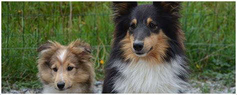 Southland Sheltie Rescue, Inc.