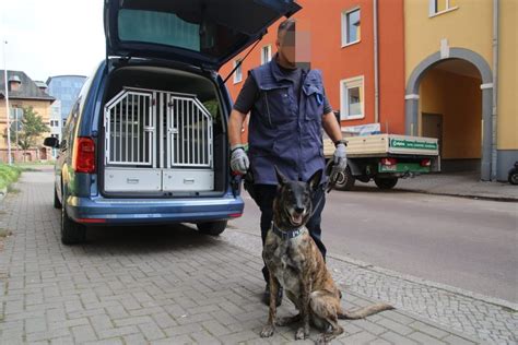 Sek St Rmt Wohnungen Im Lutherviertel Polizei Beschlagnahmt Kiloweise