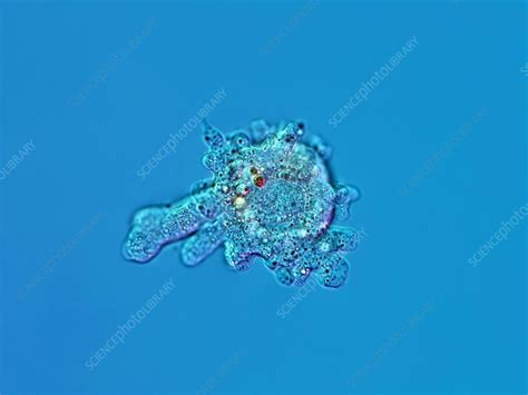 Proteus Amoeba Light Micrograph Stock Image C011 8150 Science