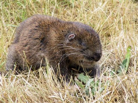 Mountain Beaver - Coniferous Forest