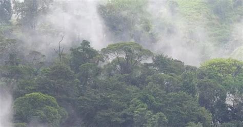 Posicionamiento estratégico de América Latina en los mercados de carbono Infobae