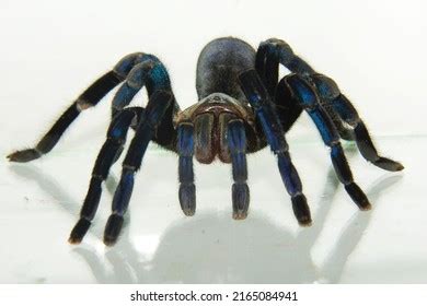 222 Cobalt blue tarantula Images, Stock Photos & Vectors | Shutterstock