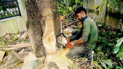 Minimizing Environmental Impact Through Responsible Tree Cutting Tree