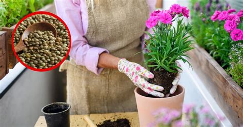 Cómo utilizar lentejas para las plantas combate las plagas y hazlas