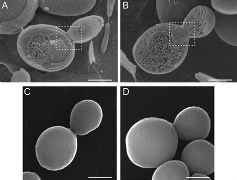 C Albicans Cells Imaged By Cryo SEM A B And SEM C D