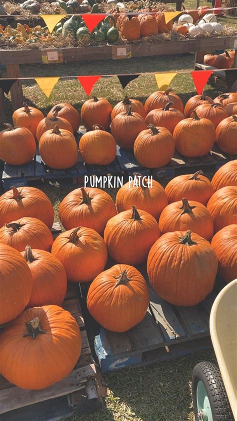 Pumpkin patch aesthetic, fall, aesthetic, October in 2022 | Pumpkin, Pumpkin patch, Pumpkin carving