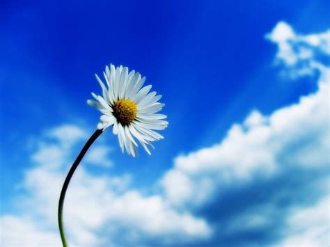 Sfondi Luce Del Sole Fiori Natura Cielo Piante Blu Fiorire