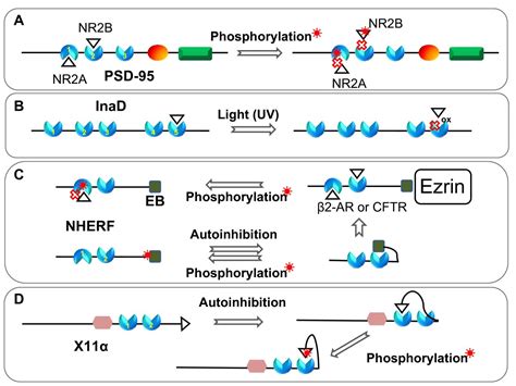 PDZ Domains And Their Binding Partners Structure Specificity And