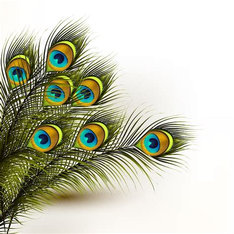 Premium Vector Peacock Feathers Background