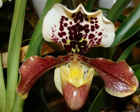 Pin By Saundra Whitman Alston On ORCHIDS Orchids Paphiopedilum