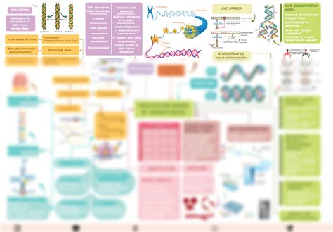 Solution Molecular Basis Of Inheritance Human Genome Project Hgp Packaging Of Dna Helix