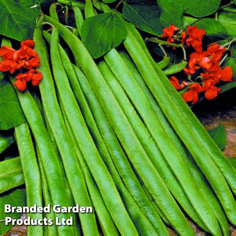 Buy Runner Bean Lady Di Seeds Organic Gardening Catalogue