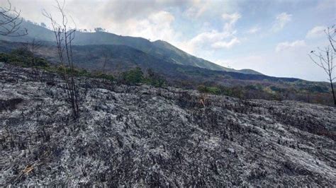 Foto Foto Kebakaran Melanda Lahan Perbukitan Bukit Budug Asu Di Gunung