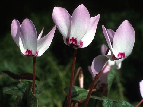 Cyclamen Libanoticum