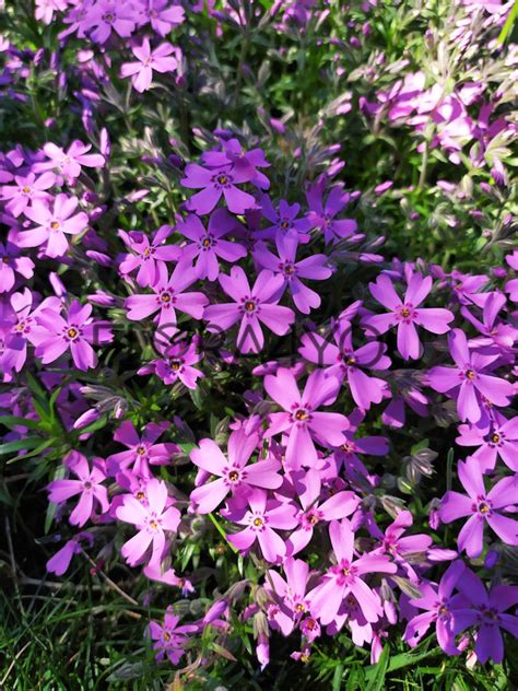 Floks Szydlasty Zwergenteppich Phlox Subulata Ogr D Flora You