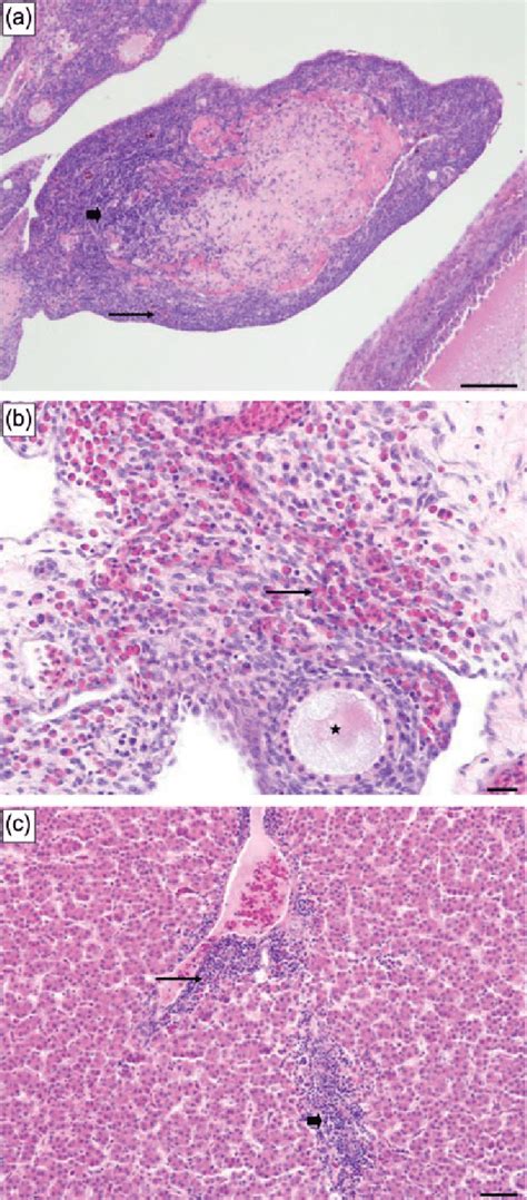 Histopathological Lesions Of Spf Layers Experimentally Infected With G