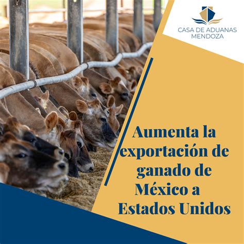 Aumenta la exportación de ganado de México a Estados Unidos Casa de