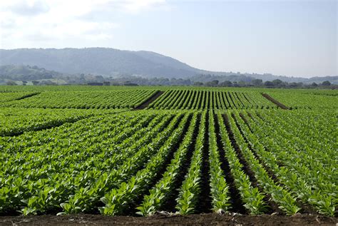 Fotos Gratis Naturaleza Horizonte Crecimiento Planta Cielo