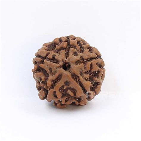 Brown Natural 5 Mukhi Nepali Rudraksha With IGL Lab Certified 1 4 Gram