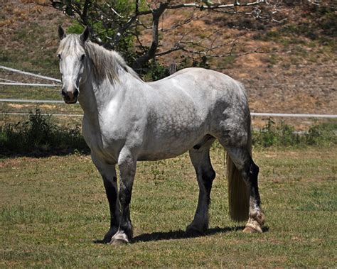 Percheron Gelding Stock By Naturalhorses On Deviantart