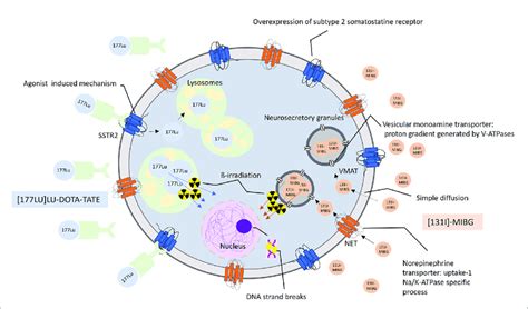 Mechanism Of Action In 177 Lu Lu DOTA TATE And 131 I MIBG