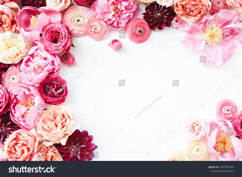 Blush Peony Over Royalty Free Licensable Stock Photos Shutterstock