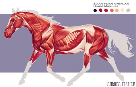 Diagram Of Horse Muscle Diagram Quizlet