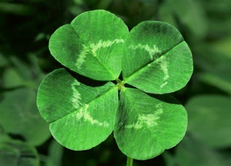 Clover Leaf Part Crossword A Comprehensive Guide