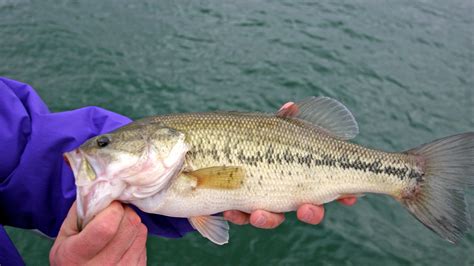 Top 5 Best Fishing Lures for Bass - SkyAboveUs