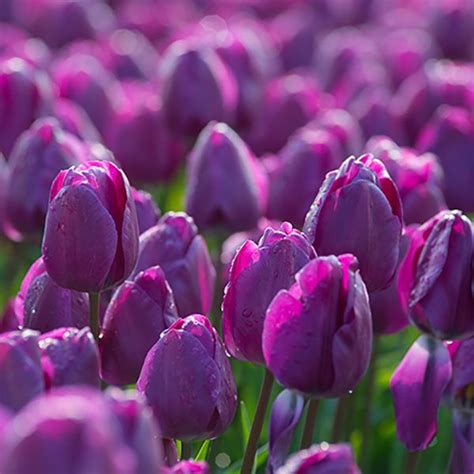 A Photograph Of The The Spring Flowering Tulip Bulbs Cultivar Best Purple Bulb Flowers