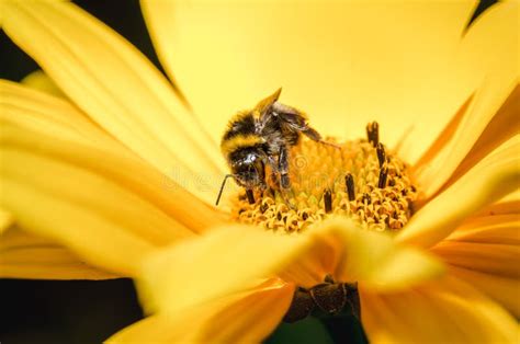 Bumblebee Sits On Yellow Flower Closeupbumblebee Pollinates A Flower