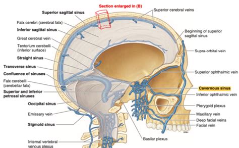 22 Cavernous Sinus Thrombosis Flashcards Quizlet