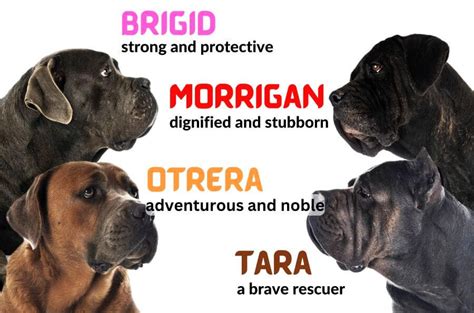 Strong Female Dog Names – 37 Tough Girl Dog Names