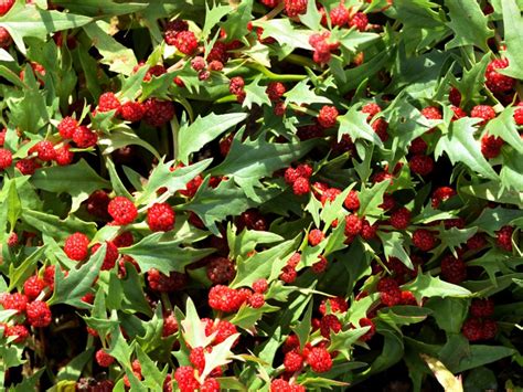 Care Of Strawberry Spinach Learn How To Grow Strawberry Spinach Plants