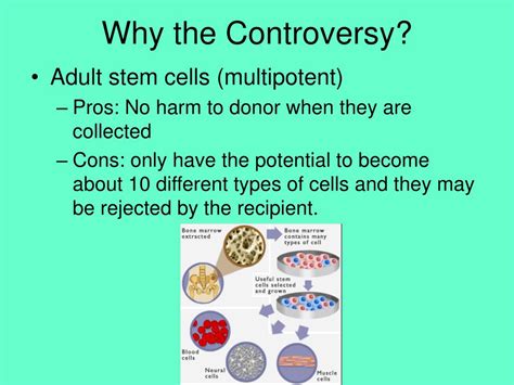 Ppt Stem Cells Powerpoint Presentation Free Download Id2626462