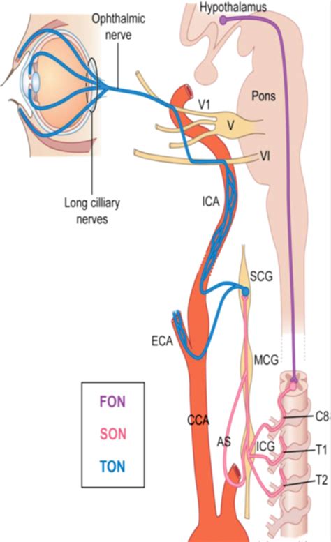 Figure From Relation Structure Fonction De L Iris De Patients