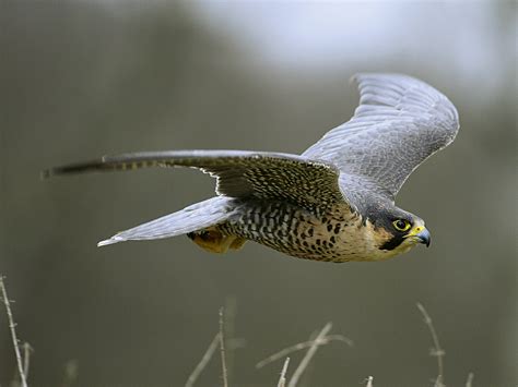 Der Falke 9/2018 - Der Falke