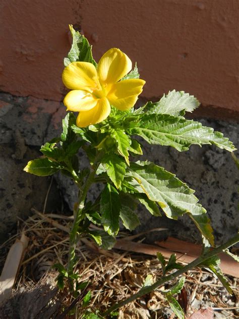 Turnera Ulmifolia