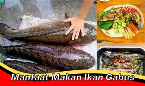 Manfaat Makan Ikan Gabus Yang Jarang Diketahui Biotifor