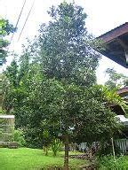 Philippine Native Forest Trees: What am I doing wrong with my Almaciga?