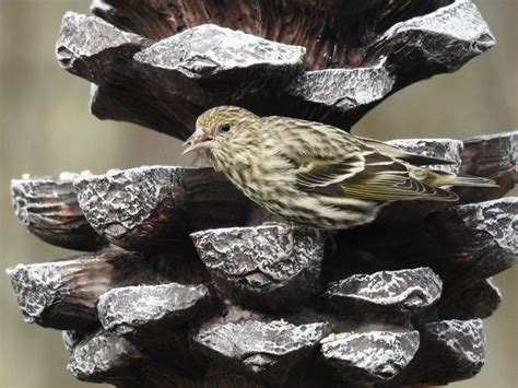 20 Super Pretty Pictures of Finches - Birds and Blooms