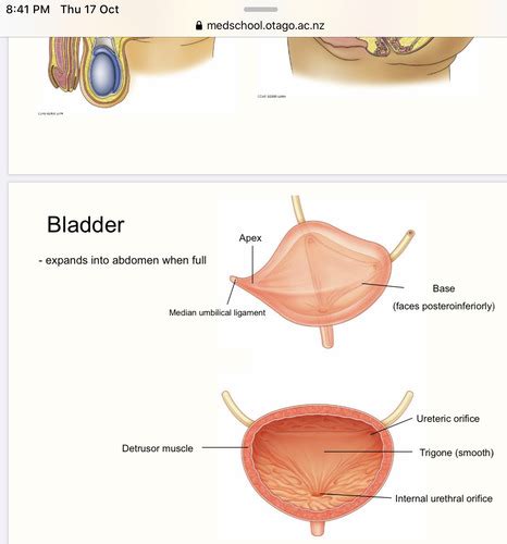 Anatomy Of Pelvic Viscera And Perineum Flashcards Quizlet