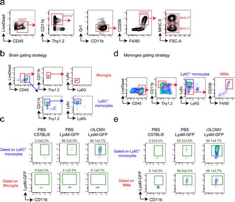 Gating Strategy For Sorting Mhc Ii And Mhc Ii Mms And Lack Of