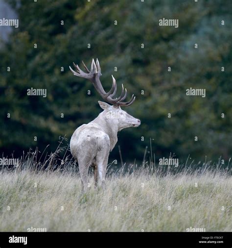 Red Deer Cervus Elaphus White Morph On Forest Meadow Zealand