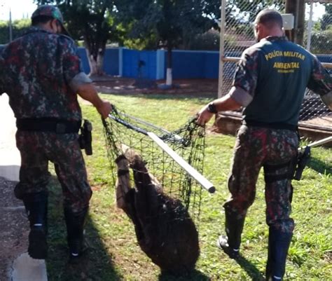 Ambiental Captura Animais Silvestres No Primeiro Semestre